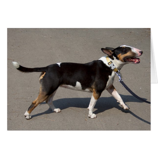 Hermosa Bullterrier Tricolado (Anverso (Horizontal))