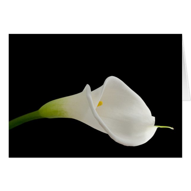 Hermosa calla blanca (Anverso (Horizontal))