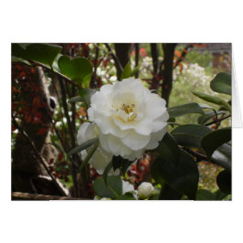 Hermosa Camellia Blanca