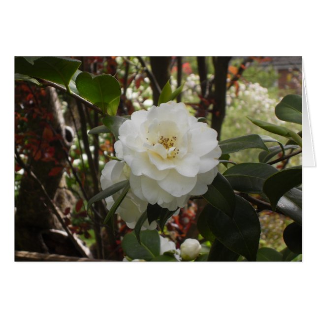 Hermosa Camellia Blanca (Anverso (Horizontal))