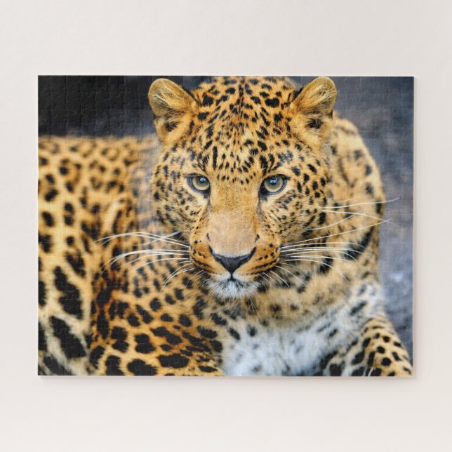 Hermosa cara de leopardo, rompecabezas (Horizontal)