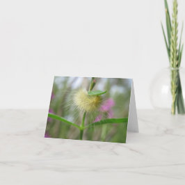 Hermosa Caterpillar - Tarjeta de saludo en blanco