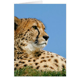 Hermosa Cheetah