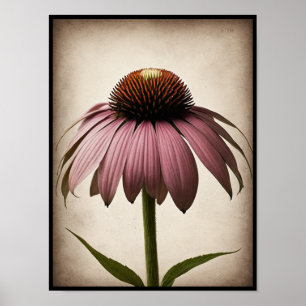 Hermosa Echinacea Flor Poster arte de pared