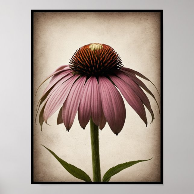 Hermosa Echinacea Flor Poster arte de pared (Frente)
