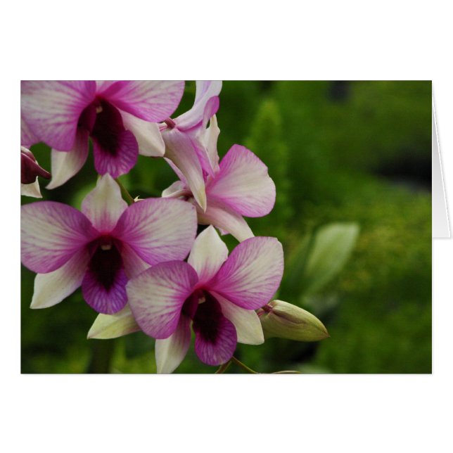 Hermosa falaenopsis (Anverso (Horizontal))