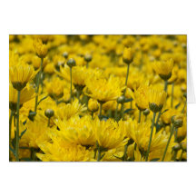 Hermosa Fall Chrysanthemum Floral Photo