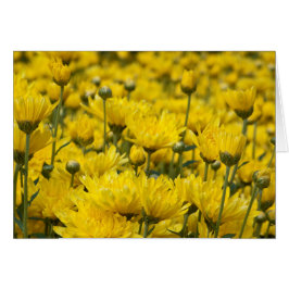 Hermosa Fall Chrysanthemum Floral Photo
