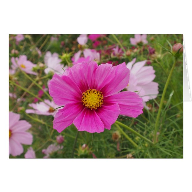 Hermosa flor Cosmos Rosa (Anverso (Horizontal))