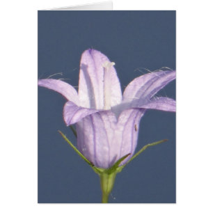 Hermosa flor de campana azul