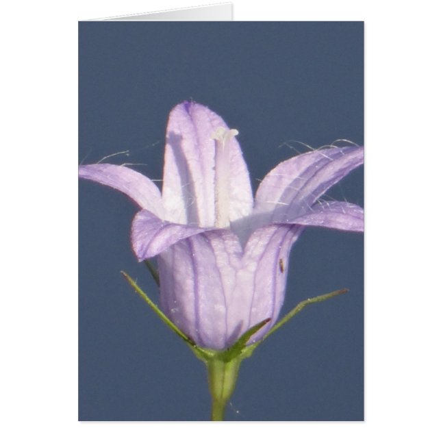 Hermosa flor de campana azul (Frente)