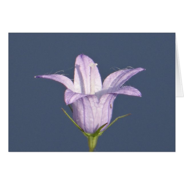 Hermosa flor de campana azul (Anverso (Horizontal))