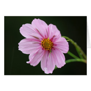Hermosa flor de Cosmos Rosa