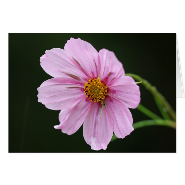 Hermosa flor de Cosmos Rosa (Anverso (Horizontal))