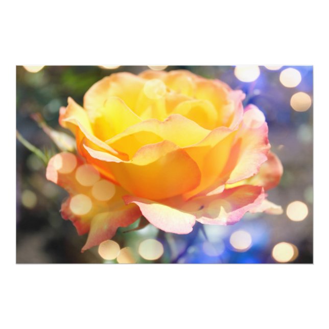Hermosa flor de rosa amarilla. Fotografía floral (Frente)
