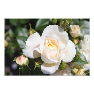 Hermosa flor de rosa blanca. fotografía floral
