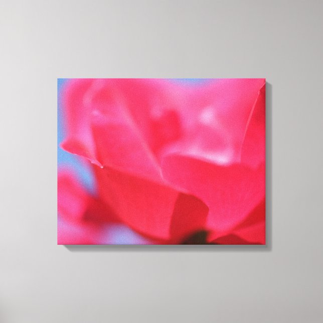 Hermosa Flor de Rosa Rosa Impresión en Lienzo (Anverso)