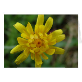 Hermosa flor silvestre amarilla, diente de león