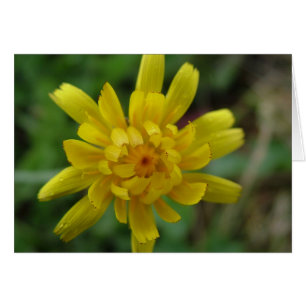 Hermosa flor silvestre amarilla, diente de león