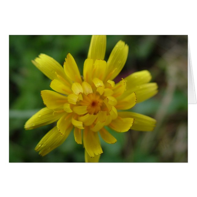 Hermosa flor silvestre amarilla, diente de león (Anverso (Horizontal))