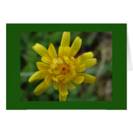 Hermosa flor silvestre amarilla, diente de león