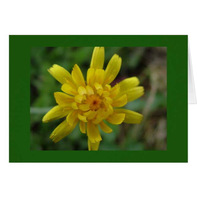 Hermosa flor silvestre amarilla, diente de león (Anverso (Horizontal))
