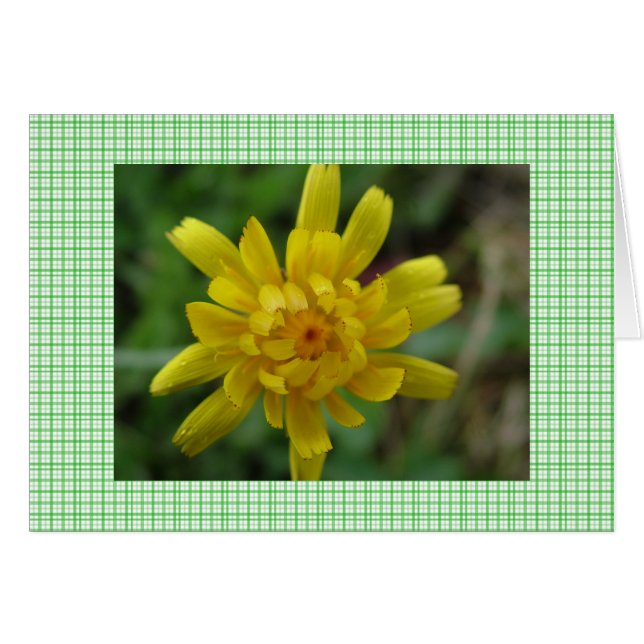 Hermosa flor silvestre amarilla y águilas (Anverso (Horizontal))