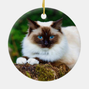 Hermosa foto de gato siamés adorno cerámico