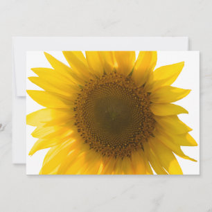 Hermosa foto de girasol real con patrón minimalist