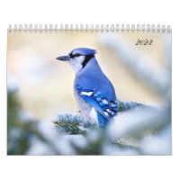 Hermosa foto de pájaro calendario de pared canción