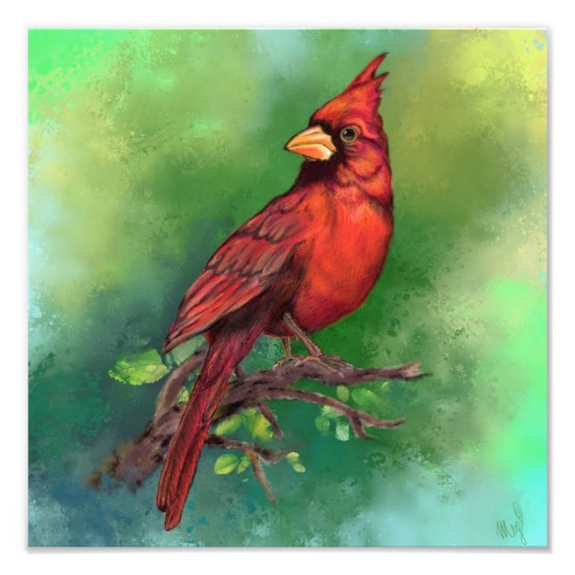 Hermosa foto de pájaro del cardenal rojo del norte (Frente)