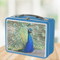 Hermosa foto de pavo real azul