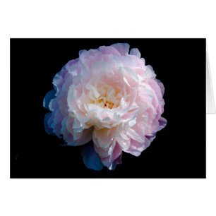 Hermosa foto de Peony Floral