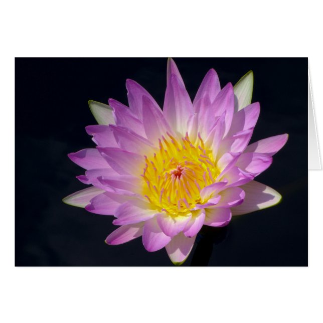 Hermosa foto de Water Lily Floral (Anverso (Horizontal))