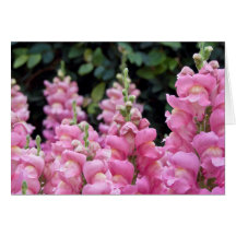 Hermosa foto floral de Snapdragons rosadas