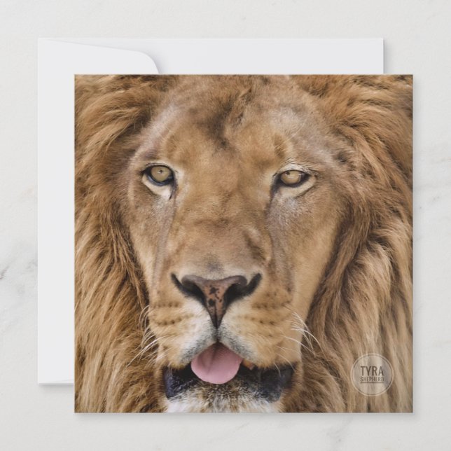 Hermosa fotografía de león de Safari en el zoológi (Anverso)