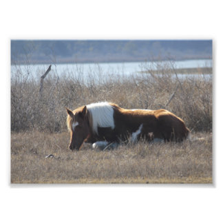 Hermosa fotografía de pony.