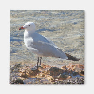 Hermosa gaviota en el mar - imán