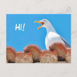 Hermosa gaviota - Hola postal