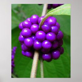 Hermosa impresión Beautyberry