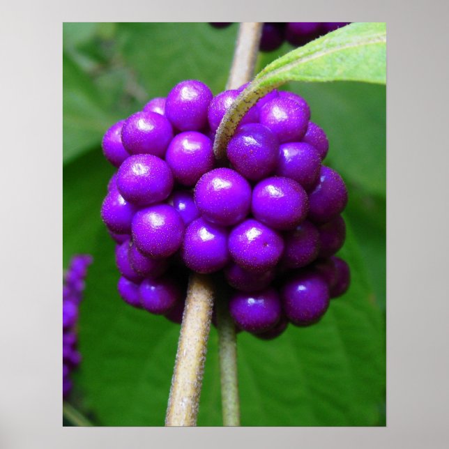 Hermosa impresión Beautyberry (Frente)