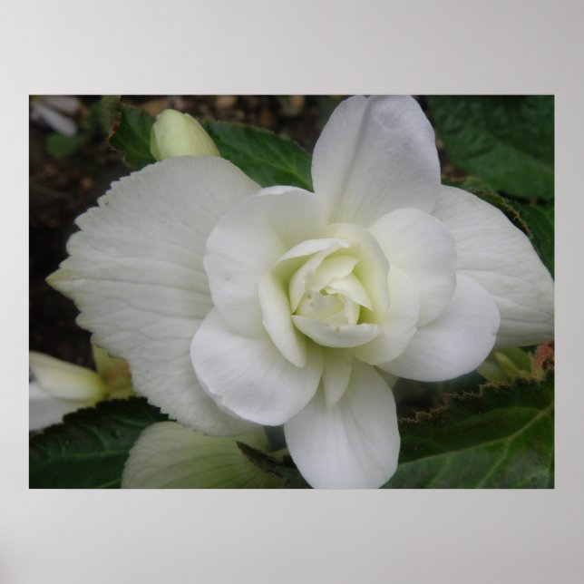 Hermosa impresión de carnación blanca (Frente)