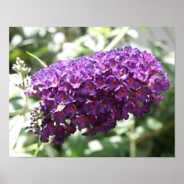 Hermosa impresión de flores púrpuras de Buddleia (Frente)