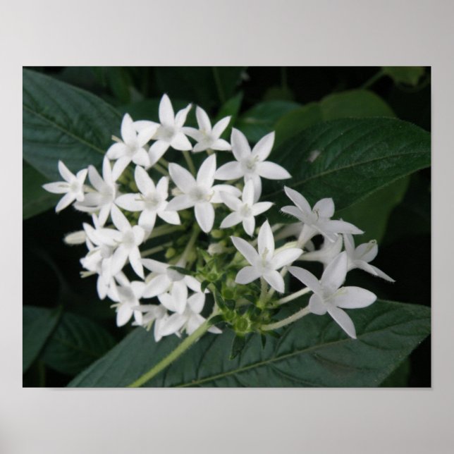 Hermosa impresión de flores tropicales blancas (Frente)