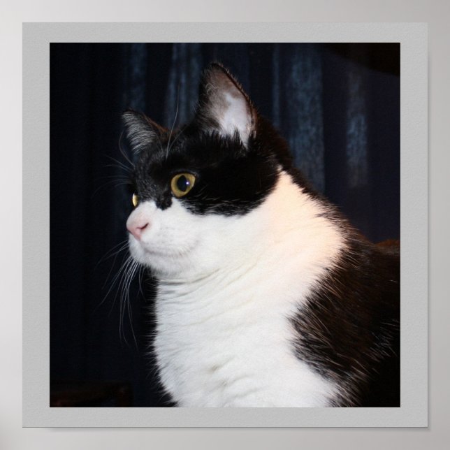 Hermosa impresión de gato (Frente)