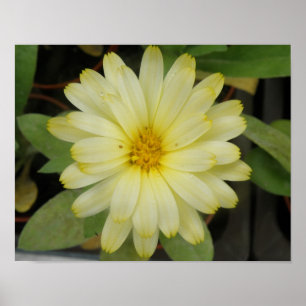 Hermosa impresión de Marigold Amarillo