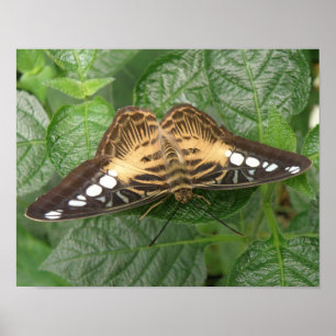 Hermosa impresión de mariposa clipper tropical