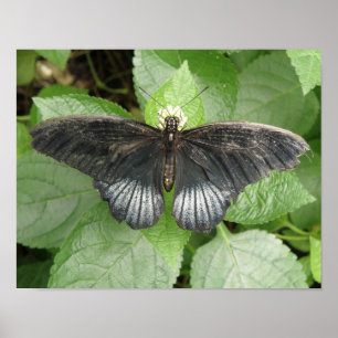 Hermosa impresión de mariposa tropical y flores