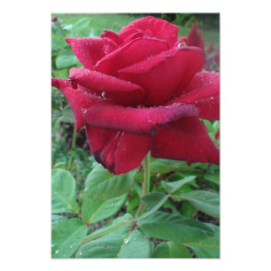 Hermosa impresión fotográfica de una rosa roja con