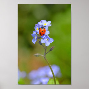 Hermosa Ladybug en la impresión olvidadme-no 8x12"